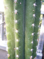 Plancia ëd <i>Pilosocereus cometes</i>