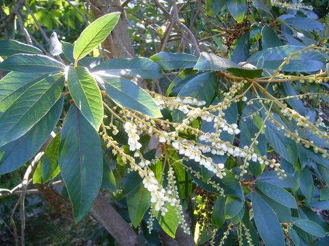 Sivun <i>Clethra lanata</i> kuva