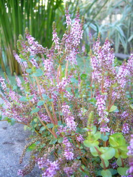 Plancia ëd Rotala rotundifolia (Buch.-Ham. ex Roxb.) Koehne