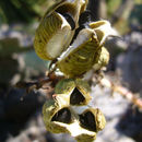 Image of redflower false yucca