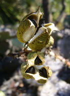 Image of redflower false yucca