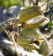 Image of redflower false yucca