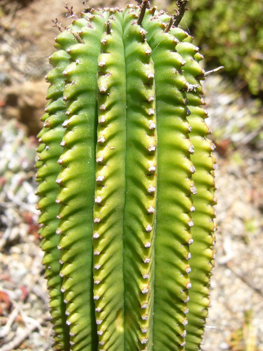 Image of <i>Euphorbia fimbriata</i>