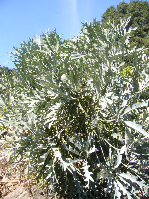 Image of Highveld Cabbage Tree
