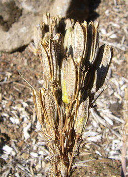 Image of Spiral Aloe