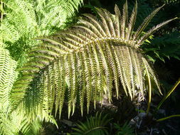 Image of amaumau fern