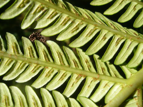 Image of amaumau fern