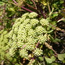 Image of Peucedanum japonicum Thunb.