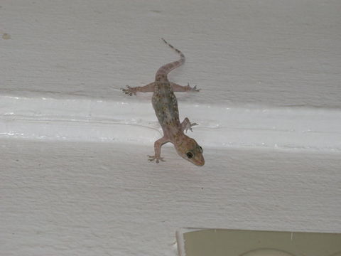 Image of mediterranean house gecko