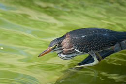 Image of Green Heron