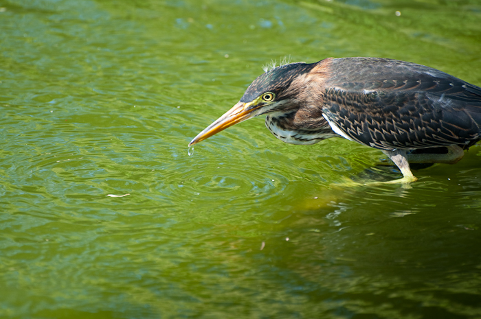 Image of Green Heron