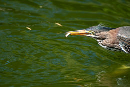 Image of Green Heron