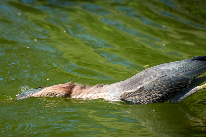 Image of Green Heron