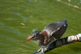 Butorides virescens (Linnaeus 1758) resmi