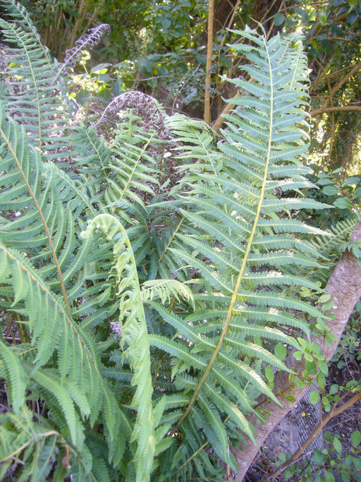 Image of <i>Thelypteris conspersa</i>