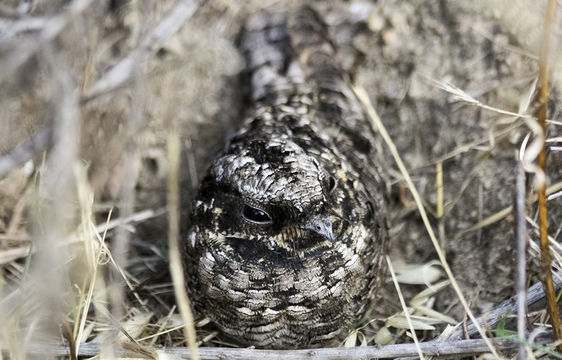 Image of Common Poorwill