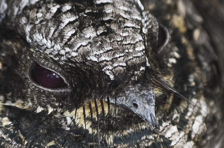 Image of Common Poorwill