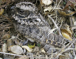 Image of Common Poorwill