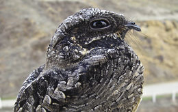 Image of Common Poorwill