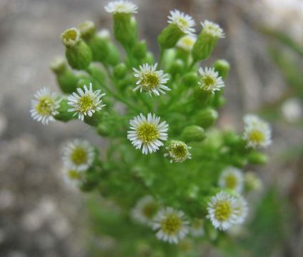 Image of Canadian Horseweed