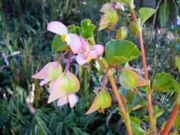 Image of clubed begonia