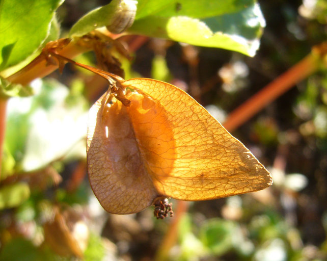 Image of clubed begonia