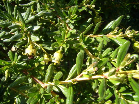 Image of Escallonia myrtilloides L. fil.