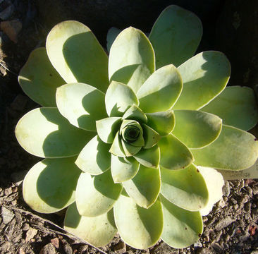 Image of Aeonium aureum (C. Sm. ex Hornem.) T. H. M. Mes