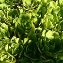 Image of Aeonium glutinosum (Ait.) Webb & Berth.