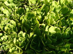 Image of Aeonium glutinosum (Ait.) Webb & Berth.