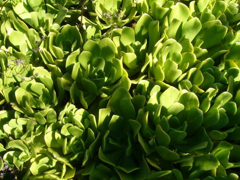 Image of Aeonium glutinosum (Ait.) Webb & Berth.