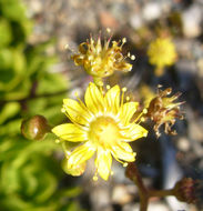 Image of Aeonium glutinosum (Ait.) Webb & Berth.