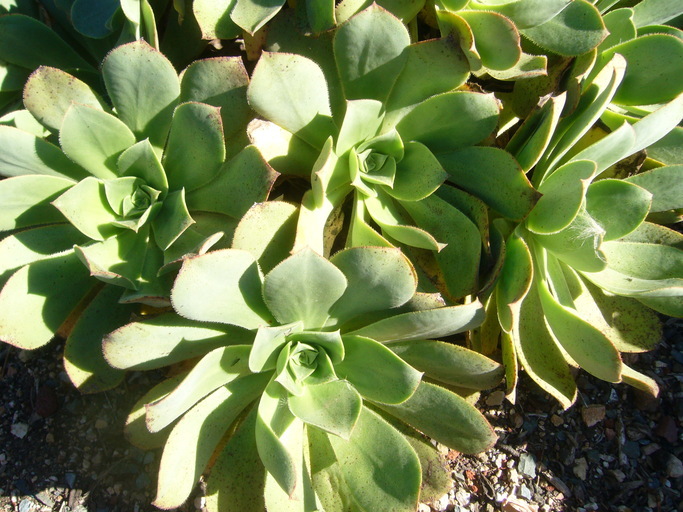 Image of Aeonium valverdense (Praeger) Praeger