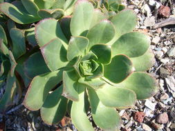 Image of Aeonium davidbramwellii H. Y. Liu