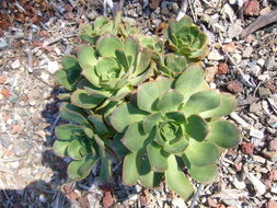 Image of Aeonium davidbramwellii H. Y. Liu