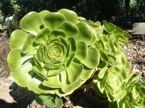 Image of Aeonium arboreum subsp. holochrysum (H. Y. Liu) Bañares