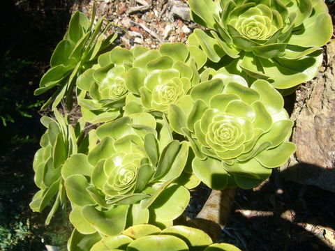 Image of Aeonium arboreum subsp. holochrysum (H. Y. Liu) Bañares