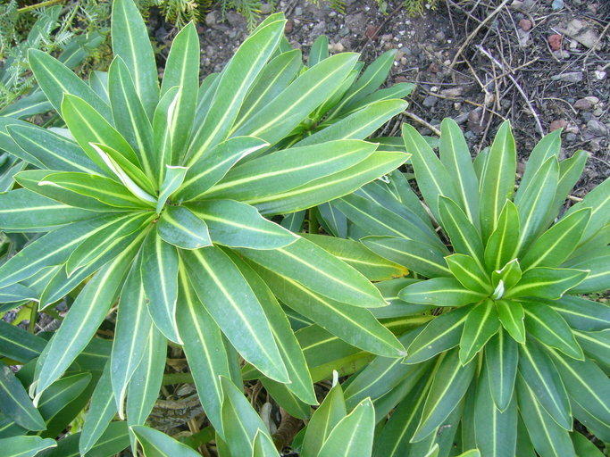 Image of Euphorbia stygiana H. C. Watson