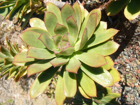 Image of Aeonium urbicum (Chr. Sm. ex Hornem.) Webb & Berth.