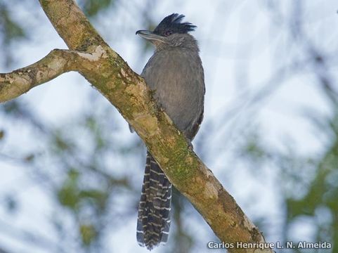 Image of Giant Antshrike