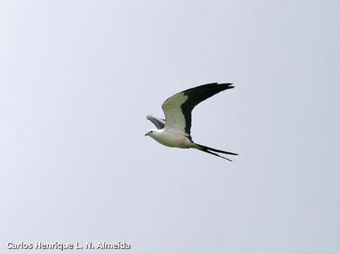 Image of Swallow-tailed Kite