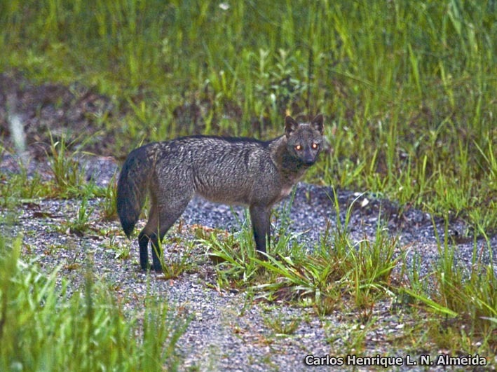 Animal picture of the day: the gray zorro