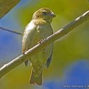 Image of Buffy-fronted Seedeater