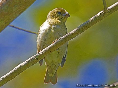 Image of Buffy-fronted Seedeater