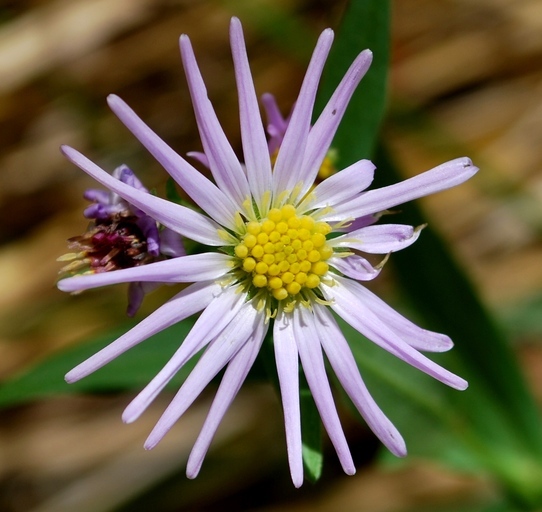 Image of Greata's aster
