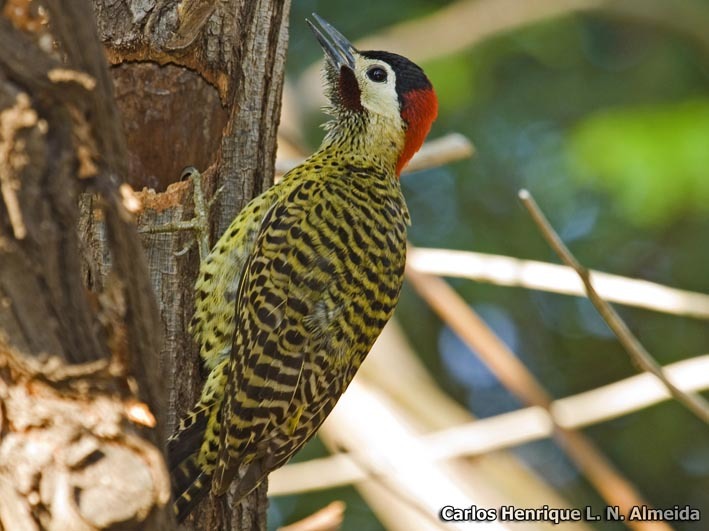 Image of Green-barred Woodpecker