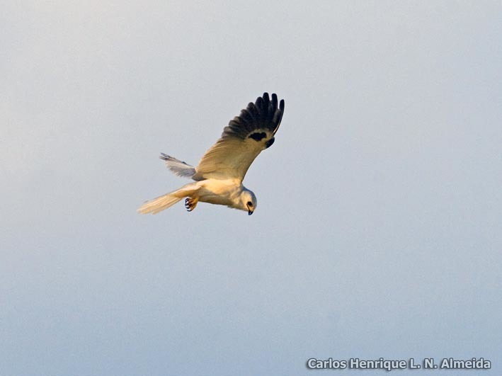 Image of White-tailed Kite