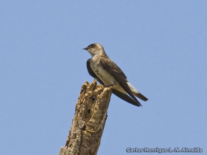 Image of Brown-chested Martin