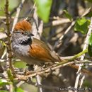 Image of Sooty-fronted Spinetail