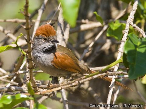 Image of Sooty-fronted Spinetail